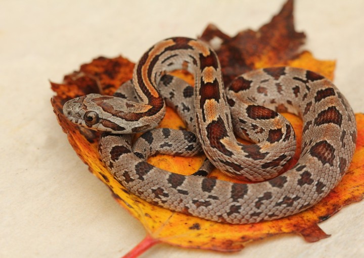 Alabama Corn Snake